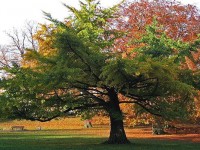 Сіз қай ағашты ұнатасыз