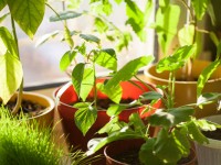 Бөлме гүлінің пайдасы