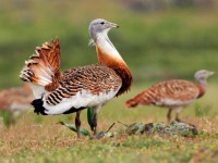 Дуадақ енді Шымкентте де өсіріледі