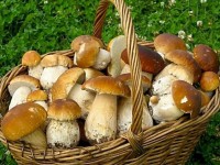 Саңырауқұлақ жегенде абай болу қажет