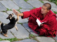 Қытайда «бір отбасы – бір ит» саясаты қолға алынды