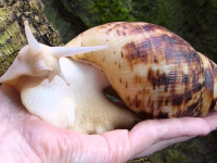 Ұлу—тыныштық пен молшылықтың жылы