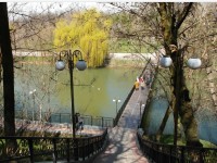 Дендросаябақтың сәні кіріп келеді