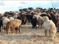 Министр көпбалалы отбасылардың қорасындағы малын кім есептейтінін айтты