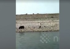 Жыртқыш аю адамдарға шабуыл жасап, ауыр жарақаттады (видео)