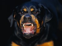 Қызын ит талап жатқанда әкесі ұйықтап жатқан