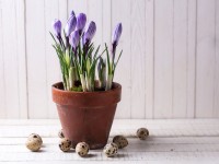 Бөлмеңізде гүл өсіргіңіз келсе...