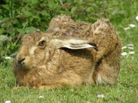 Қоян терісі жиырма жылға жарайды