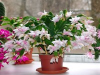 Бөлме гүлдерін баптау