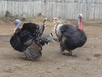 «Күркетауық жылқы  етінен кем емес»