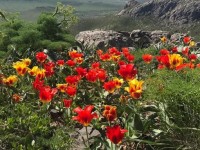 Қызғалдақ жұлсаңыз жауапқа тартыласыз