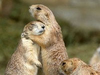 Көк суыр ауласаңыз 3 жылға сотталасыз