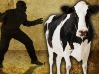 Мал ұрлатқандар полицияға емес, көріпкелге көбірек сенеді