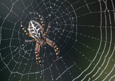 Өрмекшінің торына қарап ауа-райын болжауға болады