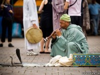 Кобра сырнайдың үніне шынымен билей ме?