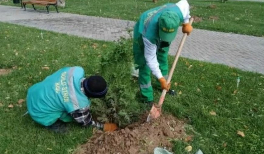 В Шымкенте активно высаживают деревья