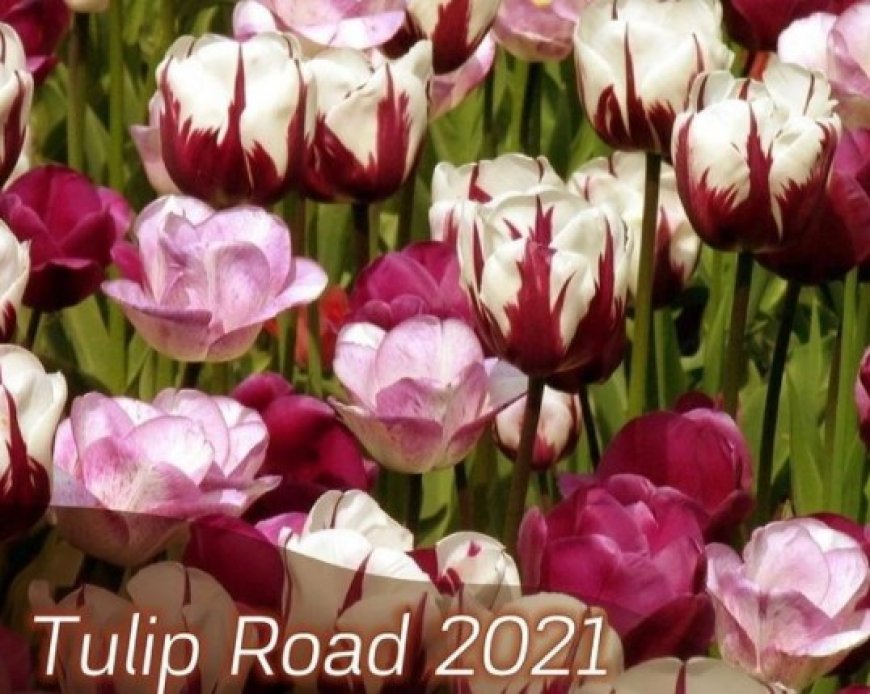 «TULIP ROAD 2021» Шымкентті танытпақ